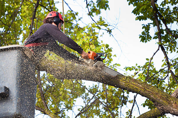 How Our Tree Care Process Works  in  San Carlos, CA